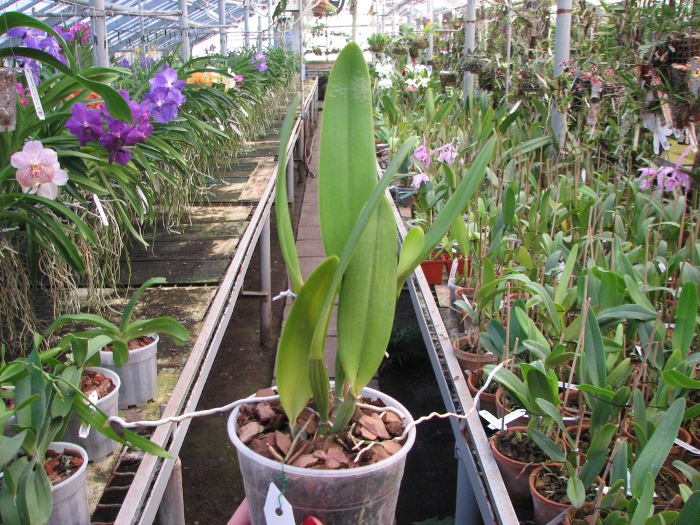 Cattleya eldorado tipo XXX x Cattleya eldorado rubra.JPG