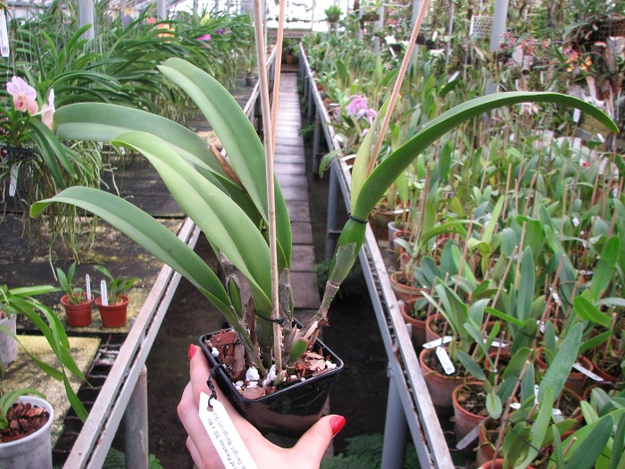 Brassolaeliocattleya Port of Paradise '3G' x Brassolaeliocattleya Haadyai Delight 'Bangprom Gold'.JPG