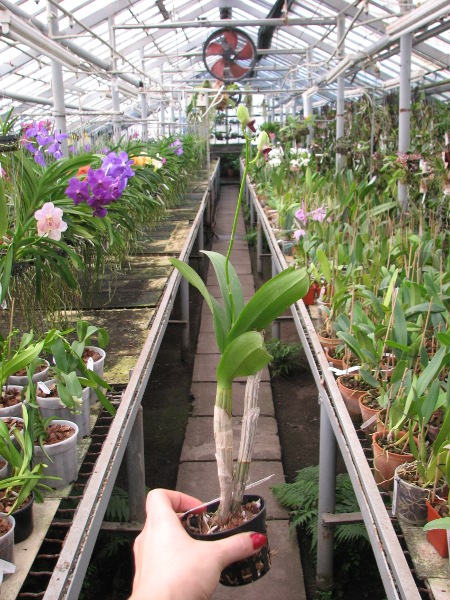 Dendrobium Chao Praya Gem.JPG