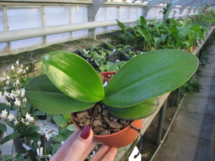 Phalaenopsis Mituo Sun x Phalaenopsis Prima B.B..JPG