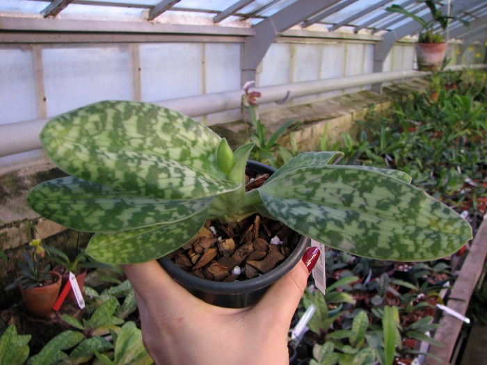 Paphiopedilum Maudiae alba.JPG