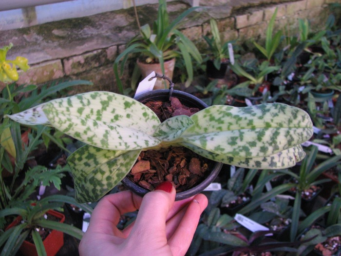 Paphiopedilum curtisii x Shin-Yi Heart.JPG