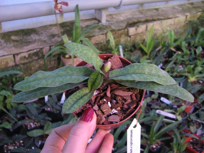 Paphiopedilum bellatulum x spicerianum.JPG