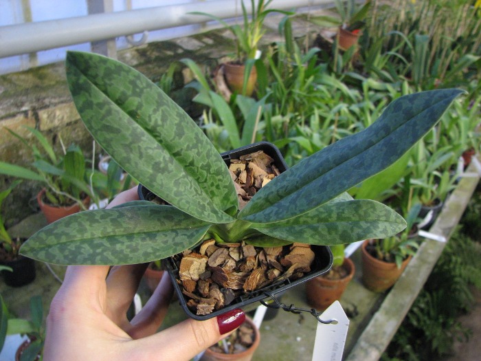 Paphiopedilum venustum alba.JPG