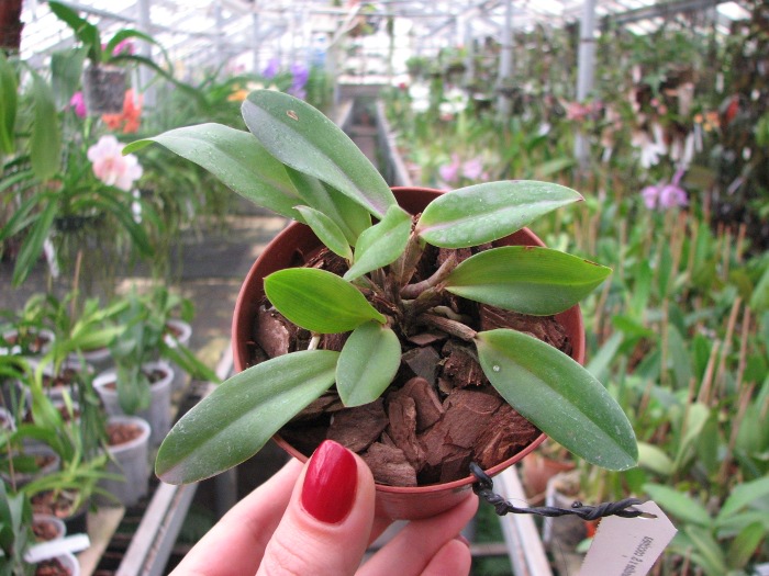 Sophrocattleya George Hardy (Cattleya aclandiae x Sophronitis coccinea).JPG