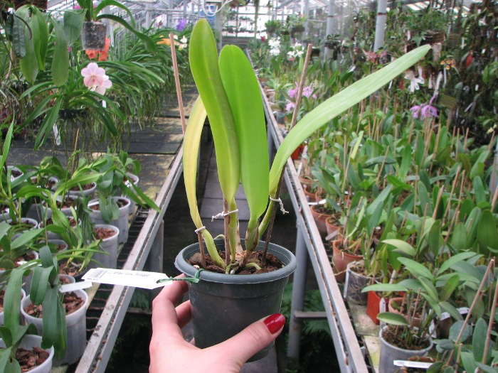 Laeliocattleya Amber Glow 'Brilliant'.JPG