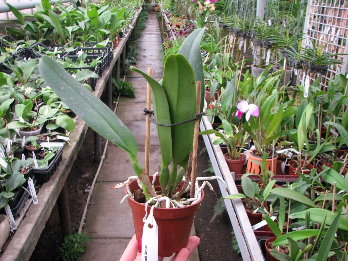 Rhynchosophrocattleya Mormilani Jewel 'Chunfong'.JPG