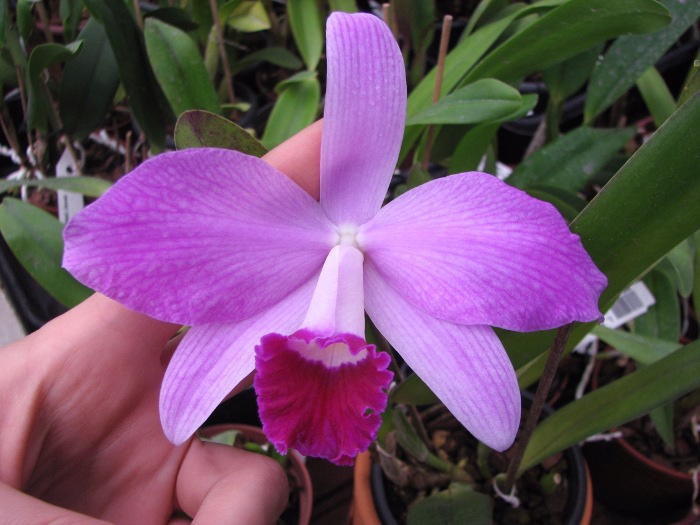 Laelia Newberry Sprite (Laelia perrinii x Laelia pumila).JPG