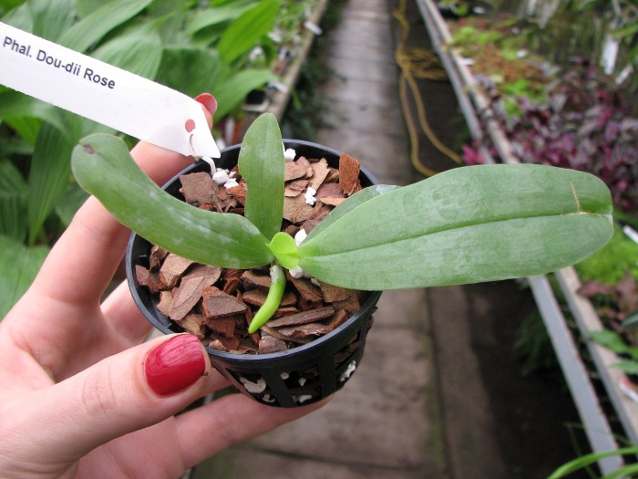Phalaenopsis Dou-dii Rose.JPG