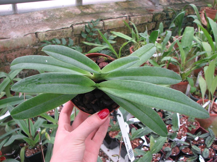 Paphiopedilum Phips.JPG