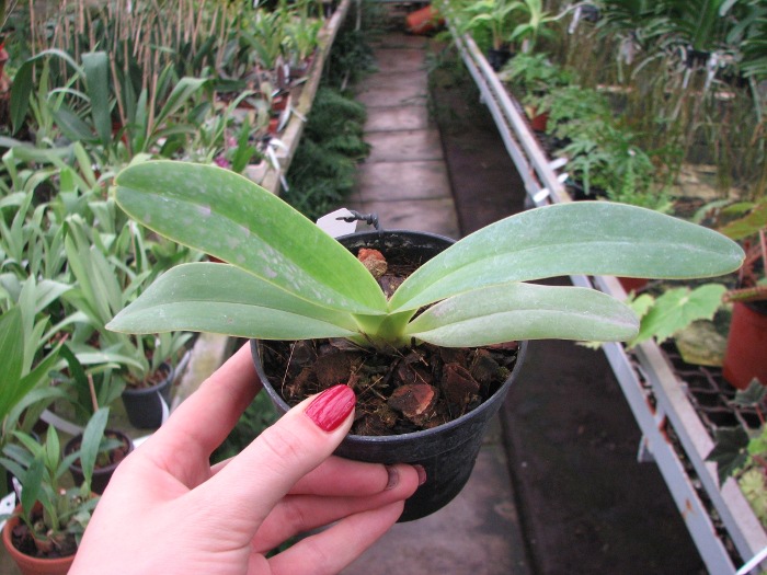 Paphiopedilum dianthum.JPG