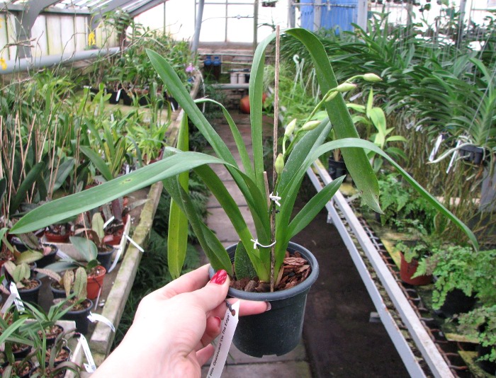 Wilsonara Opalescent 'On The Edge'.JPG
