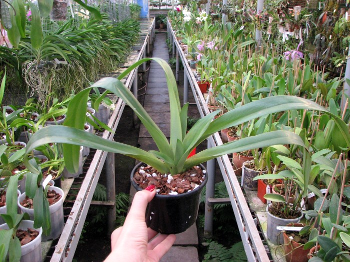 Paphiopedilum philippinense.JPG