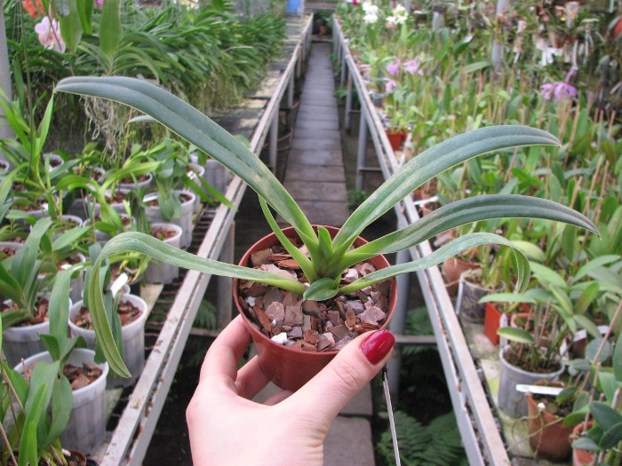 Paphiopedilum henryanum.JPG