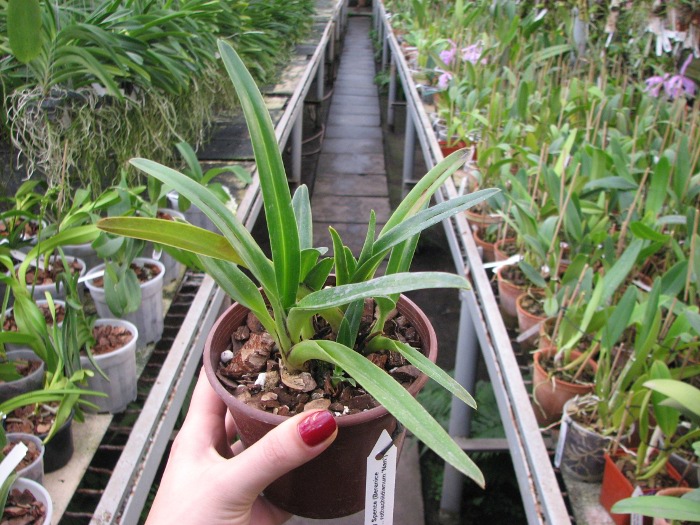 Paphiopedilum Jerry Spence (Berenice '3759A' х rothschildianum 'Nan').JPG