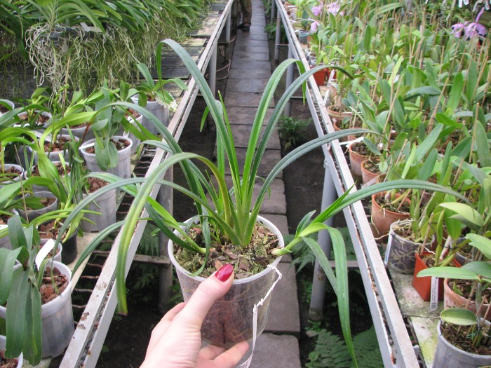 Phragmipedium pearcei.JPG