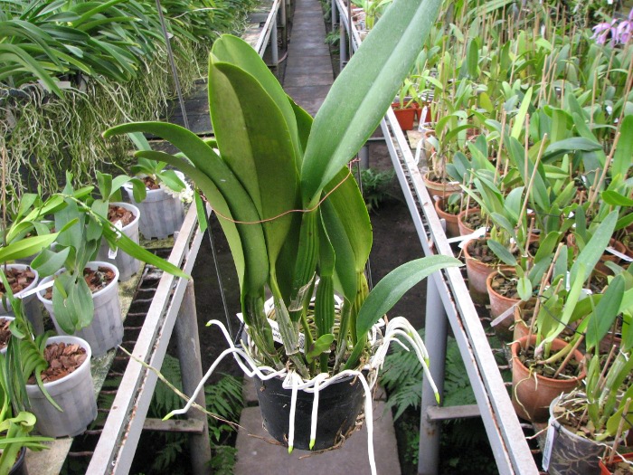 Laeliocattleya White Spark 'Panda' (Shellie Compton x Moscombe).JPG
