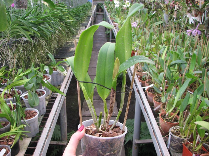 Sophrolaeliocattleya Tutankamen 'Pop' (C. Chocolate Drop x Slc. Mae Hawkins).JPG