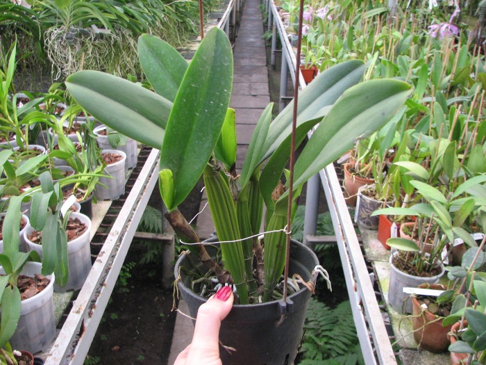 Laeliocattleya Chan Hsiu Jewel 'San Mei' (Cattleya Moscombe x Laeliocattleya Wayndora).JPG