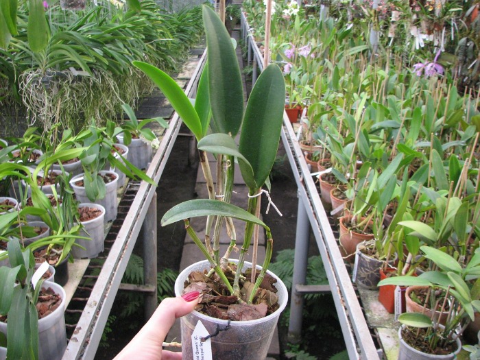 Cattleya Green Emerald 'Orchid Queen' (Cattleya Elizabeth Mahon x Cattleya Thospol Spot).JPG