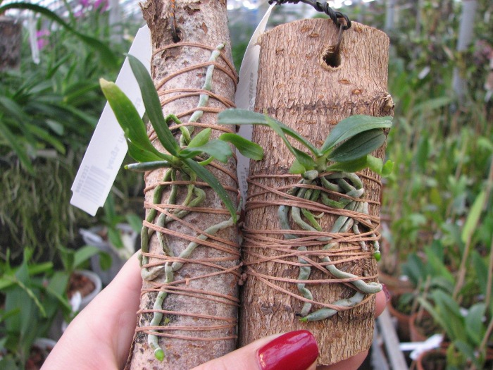 Aerangis rhodosticta.JPG