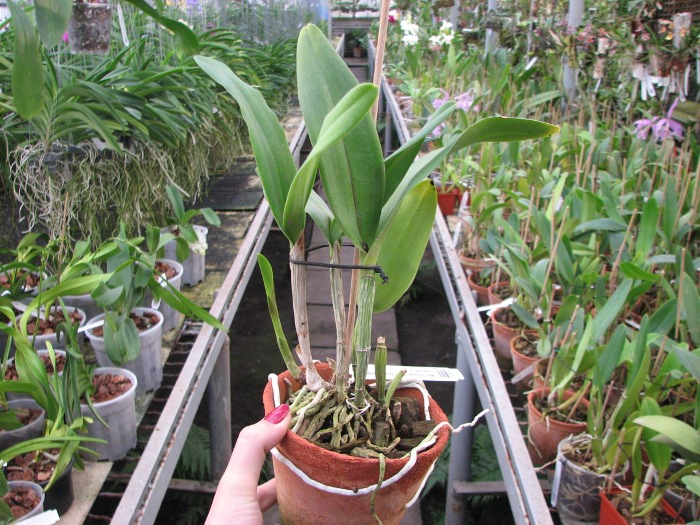 Brassolaeliocattleya Village Chief North 'Green Genuie'.JPG