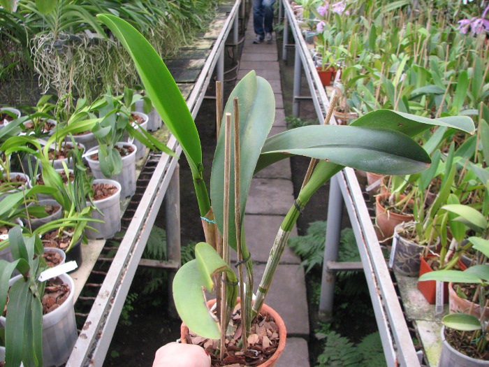 Rhyncholaeliocattleya Ta-Shiang Yellow Dragon 'Puti Gold' (Prada Green Nation x Shinfong Luohyang).JPG