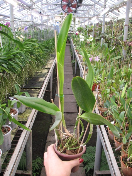 Epidendrum parkinsonianum x Brassavola digbyana.JPG