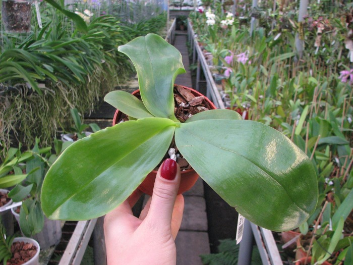 Phalaenopsis Princess Kailuani (violacea x amboinensis).JPG