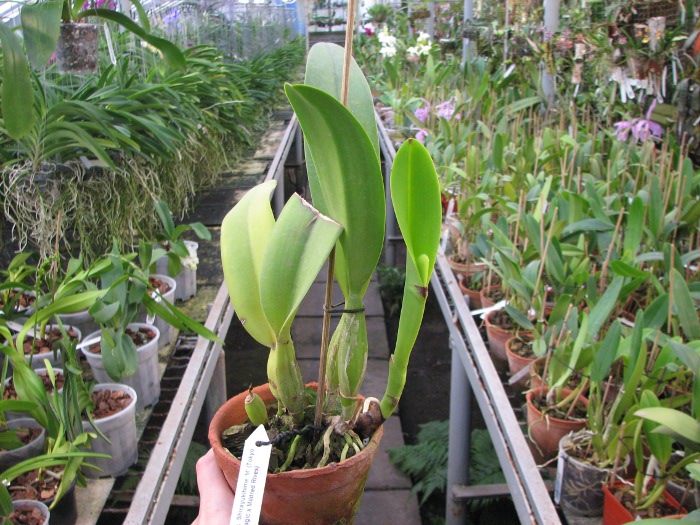 Laeliocattleya Shirayukihime 'M' (Tokyo Magic x Mildred Rives).JPG