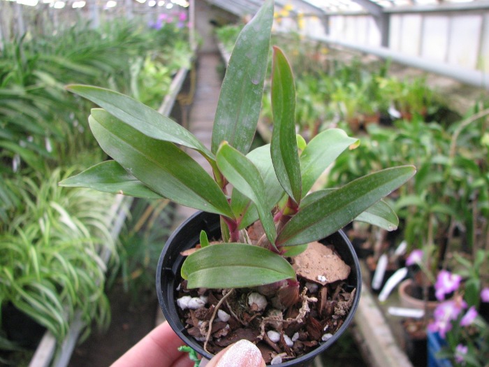 Dendrobium Hibiki (laevifolium x bracteosum).JPG
