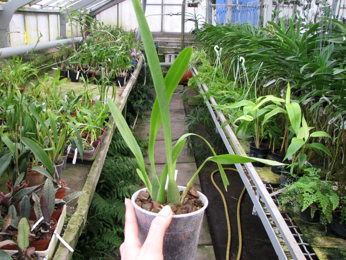 Vuylstekeara Yokara 'Perfection' x Oncidium leucochillum.JPG