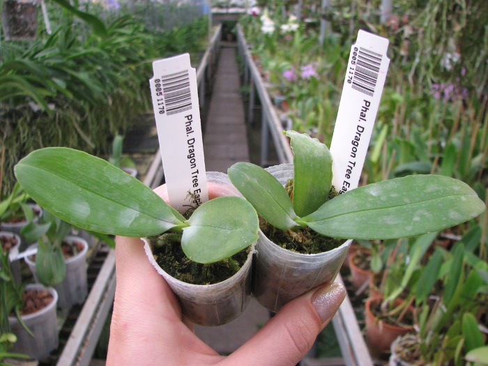 Phalaenopsis Dragon Tree Eagle 'DT168'.JPG