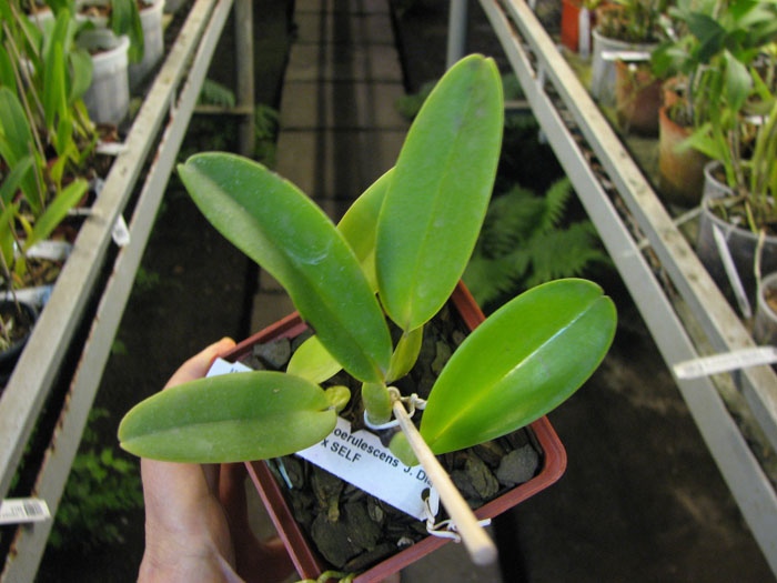 Cattleya warneri coerulescens 'J Dias de Castro' x SELF.jpg