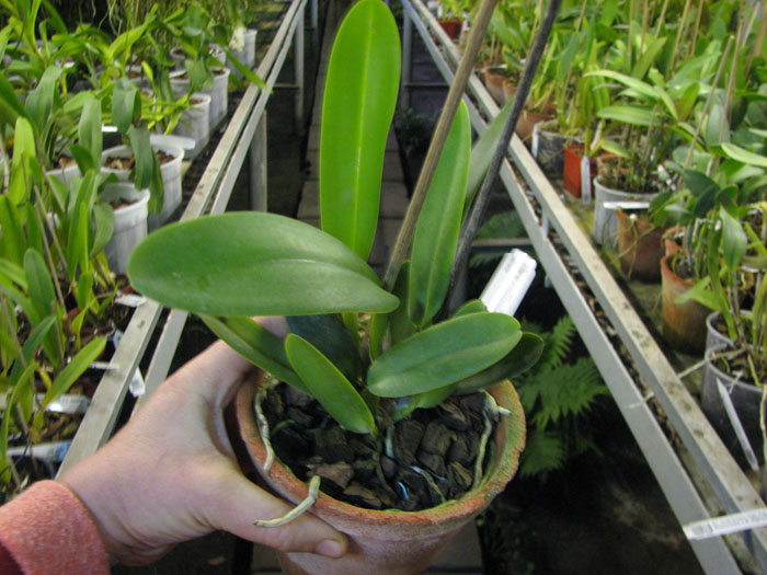 Cattleya warneri coerulea 'Carolina' x Cattleya warneri coerulea 'Raasch'.jpg