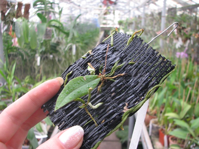 Phalaenopsis lowii.JPG