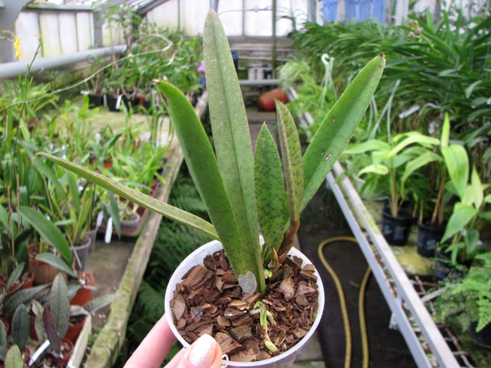 Psychocentrum Rio's Mariposita 'ORCHIS'.JPG