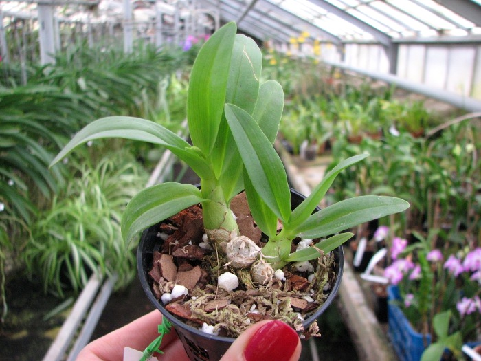 Dendrobium peguanum.JPG