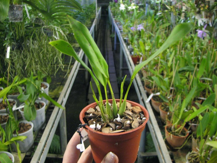 Dendrochilum uncatum.JPG
