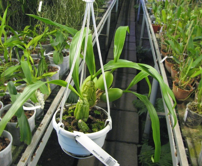 Coelogyne cristata.JPG