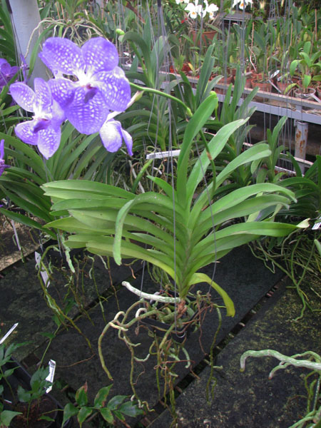 Vanda Sansai Blue.jpg