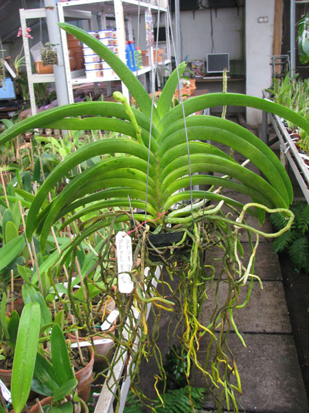 Ascocenda Miami 'Brown Spots' x Ascocenda Miami 'Gold Spots'.jpg