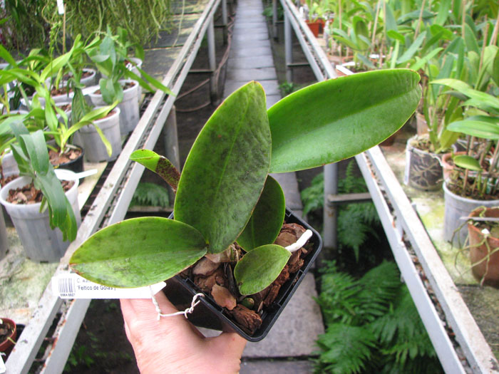 Cattleya walkeriana ('Cambara' x 'Feitico de Goias').jpg