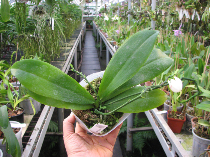 Phalaenopsis tetraspis.jpg