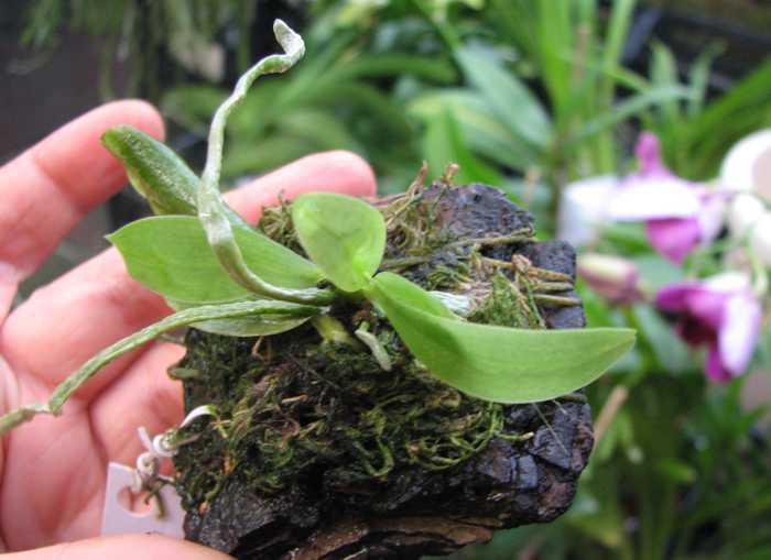 Phalaenopsis javanica.jpg
