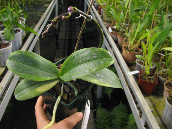 Doritaenopsis Sogo Vivien Variegated leaf.jpg