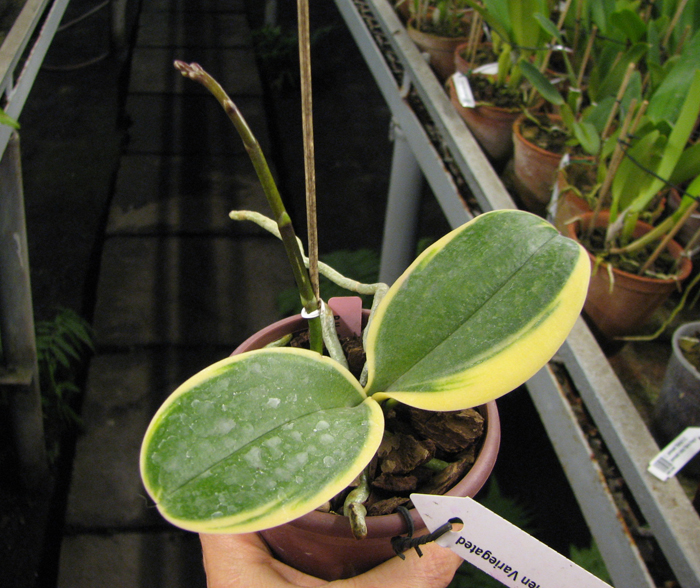 Doritaenopsis Sogo Vivien Variegated leaf.jpg