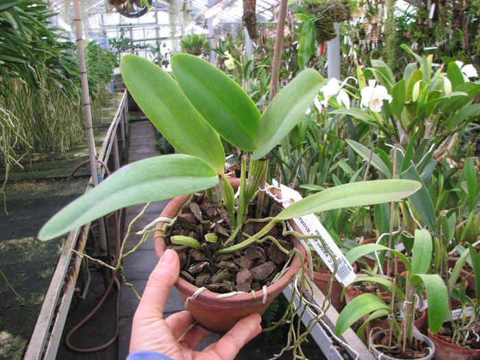Cattleya warneri alba 'Alvinha' x Laelia praestans alba.jpg