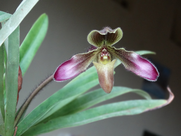 paphiopedilum hirsutissimum