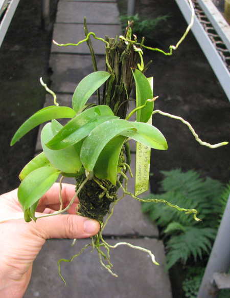 Laelia alaori escura x self.jpg